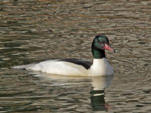 カワアイサ♂ 12月29日 荒神橋上流