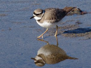 コチドリ 12月31日 賀茂大橋下流