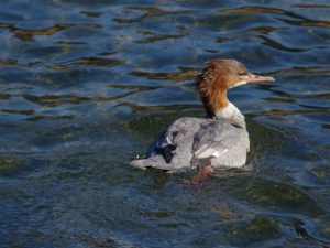 カワアイサ♀ 12月31日 荒神橋上流