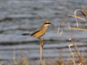 モズ♂ 12月29日 丸太町橋下流