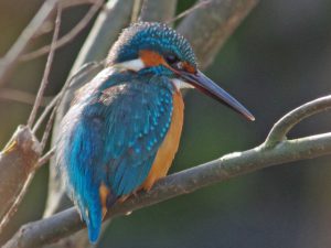 カワセミ♀