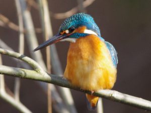 カワセミ♀ 1月9日 落合川