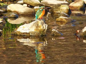 カワセミ♀ 1月2日 荒神橋上流