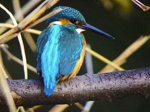 カワセミ♂ 1月22日 落合川