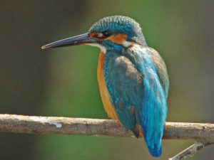 カワセミ 2月28日 落合川
