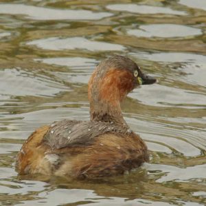 カイツブリ 2月15日 御蔭橋上流