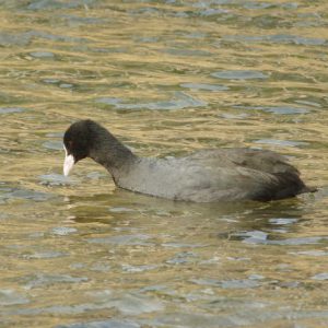 オオバン 2月15日 高野橋下流