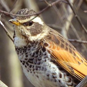 ツグミ 3月9日 落合川