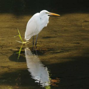 ダイサギ 3月24日 落合川
