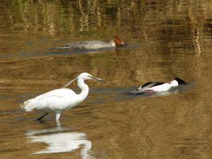 カワアイサのカップルとコサギ 3月12日 荒神橋下流
