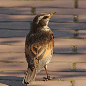 ツグミ 3月24日 東久留米