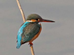 カワセミ♀ 3月17日 荒神橋上流