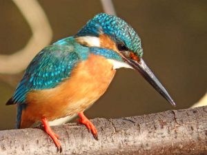 カワセミ♂ 3月22日 落合川