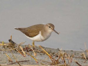 イソシギ 3月17日 荒神橋下流