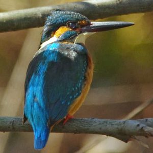 カワセミ 3月9日 落合川