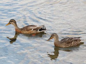 マルガモ♂とマガモ♀のカップル 3月17日 荒神橋