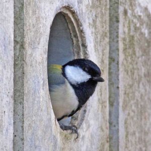 シジュウカラ 3月24日 東久留米