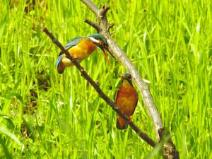 カワセミのカップル 4月12日 落合川