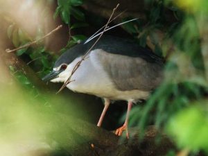 ゴイサギ 4月27日 落合川