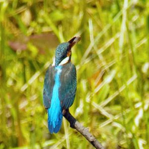 餌をくわえ巣穴に向かう♀ 5月20日 落合川