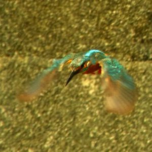 巣穴から飛びだす♂