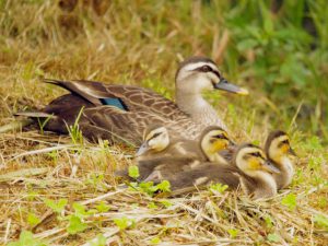 KB 5月25日 落合川