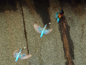 巣穴に餌を運ぶ♂