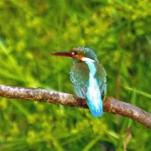 親鳥♀