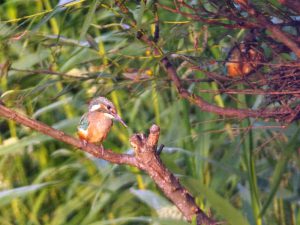 巣穴から出てきたヒナ(右上にもう一羽) 5月29日 落合川