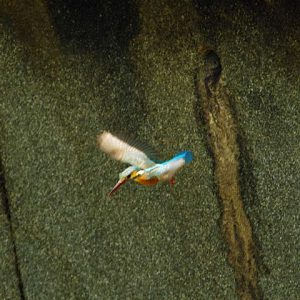 巣穴から飛びだす♀ 5月20日 落合川