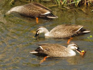 カルガモ 食べ物漁り 4月28日 落合川