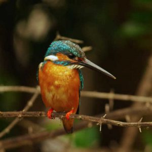 泥水の池で餌をとる♂ 5月25日 ひょうたん池
