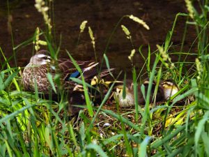 KA 6月11日 落合川