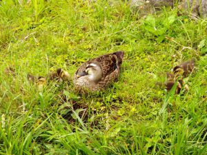KA 6月1日 落合川