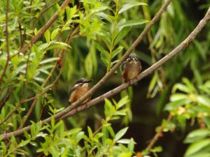 カワセミ幼鳥 6月1日 落合川