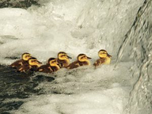 上がれなかった子どもたち、激しい流れのなかに