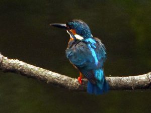 カワセミ幼鳥（巣立ちから12日目）6月11日 落合川
