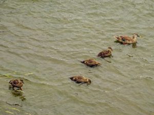 KE 6月8日 荒神橋下流