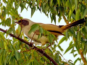 カオグロガビチョウ 8月30日 東久留米
