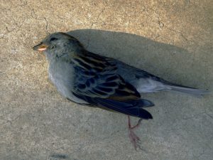 クロジ 10月27日 東久留米