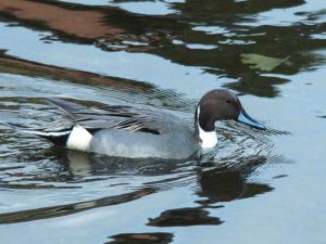 オナガガモ♂ 12月9日 河合橋上流