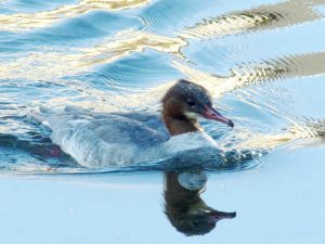 カワアイサ♀ 12月10日 御影橋上流