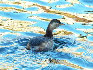 カイツブリ 12月12日 御蔭橋