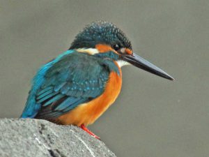 カワセミ♂