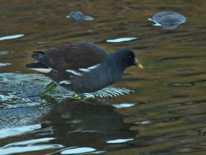 バン♂ 12月21日 御影橋上流