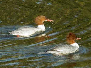 出町橋上流 12月20日 ♀Gと♀H?