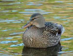 つぶらな瞳 マガモ♀