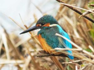 カワセミ♂ 12月28日 河合橋