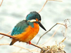 カワセミ♂ 12月19日 河合橋