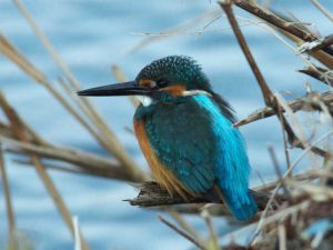 カワセミ♂ 12月11日 河合橋